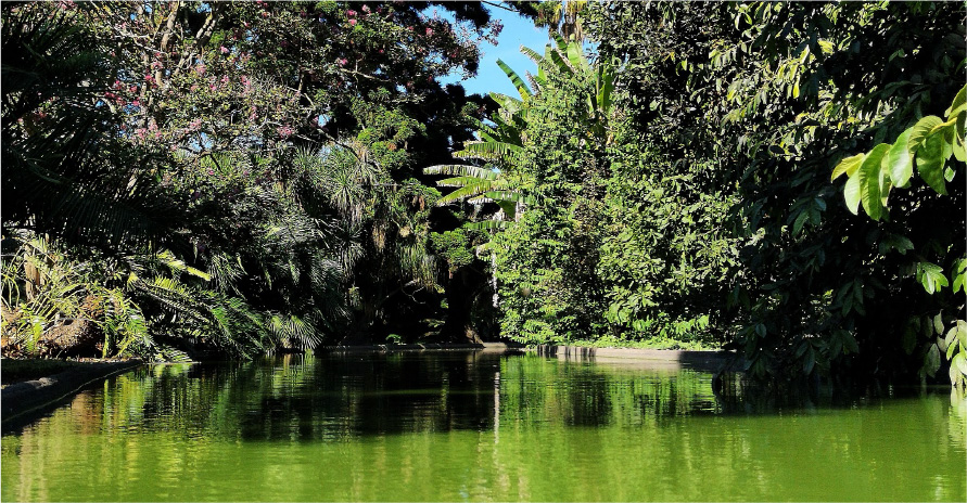 JARDIM BOTÂNICO TROPICAL