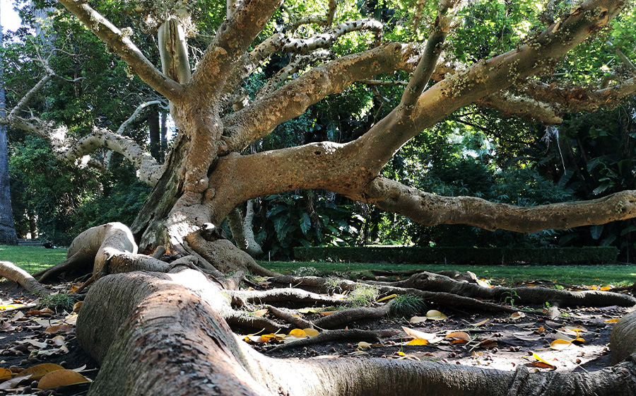 JARDIM BOTÂNICO TROPICAL